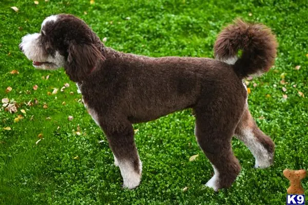 Bernedoodle stud dog