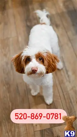 Goldendoodles stud dog