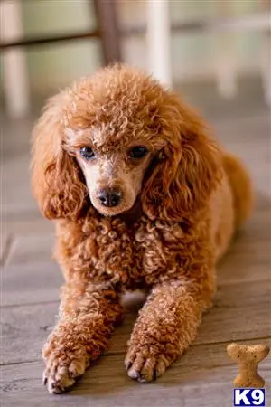 Poodle stud dog