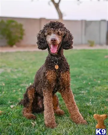 Poodle stud dog