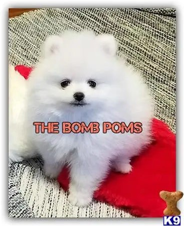 Pomeranian puppy for sale