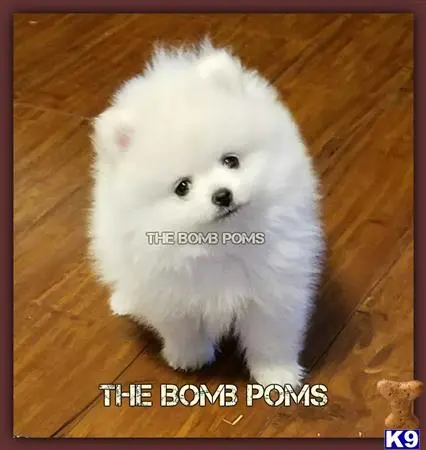 Pomeranian puppy for sale