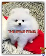 pomeranian puppy posted by kahhrma