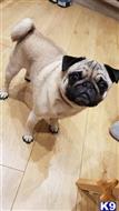 pug puppy posted by kailaer