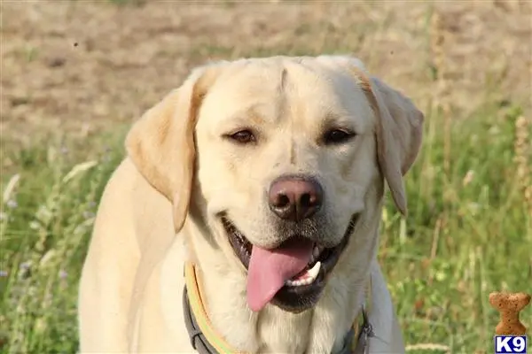 Labrador Retriever stud dog