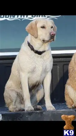 Labrador Retriever stud dog