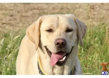 Labrador Retriever