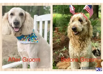 Goldendoodles