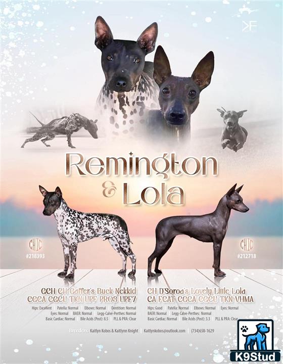 a group of american hairless terriers dogs