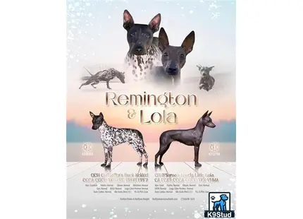 a group of american hairless terriers dogs