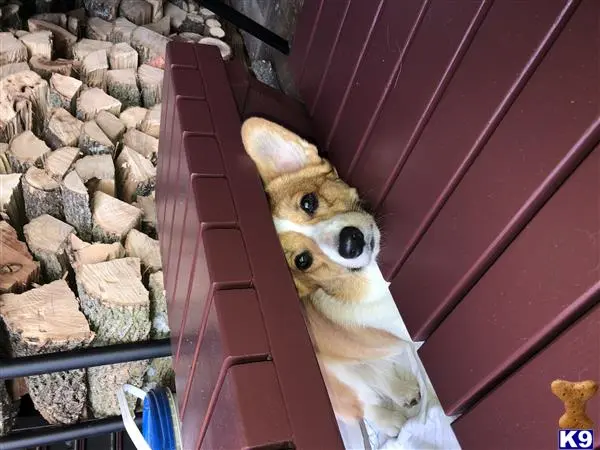 Pembroke Welsh Corgi female dog