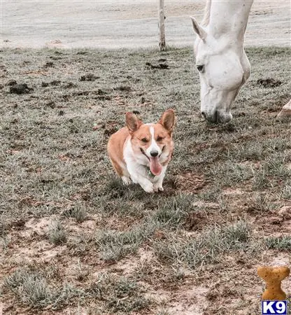 Pembroke Welsh Corgi female dog