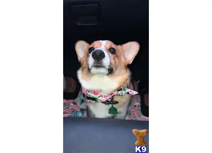 Pembroke Welsh Corgi