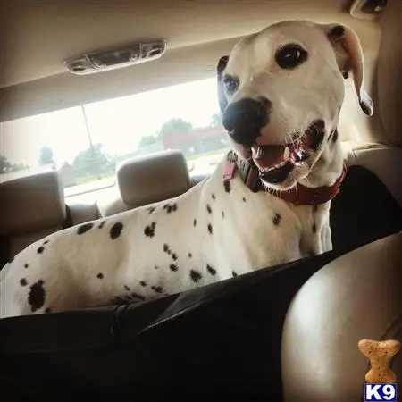 Dalmatian stud dog