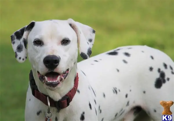 Dalmatian stud dog