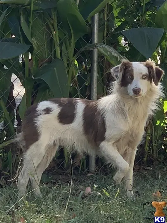 Australian Shepherd stud dog