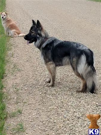 German Shepherd female dog