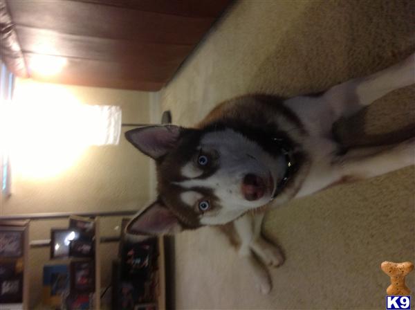 Siberian Husky dog