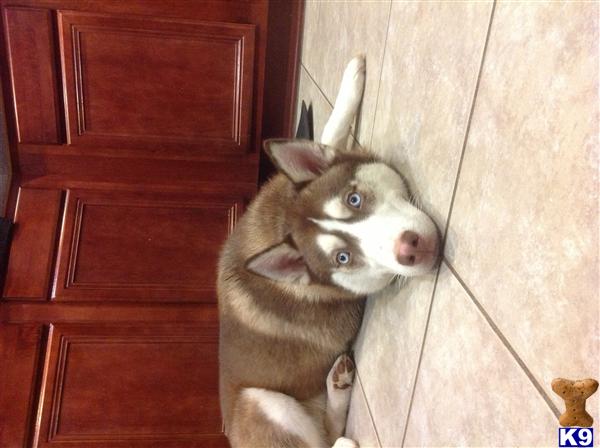 Siberian Husky dog