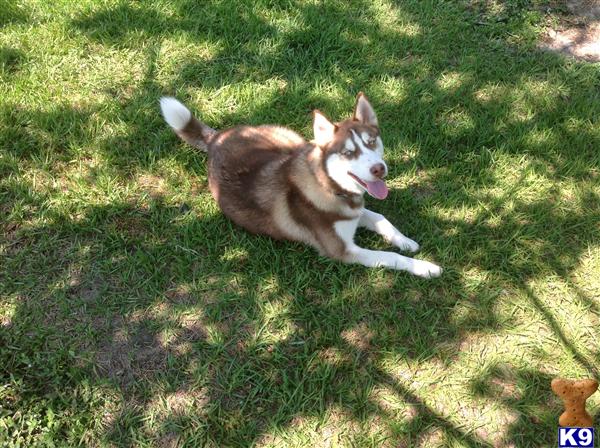 Siberian Husky dog