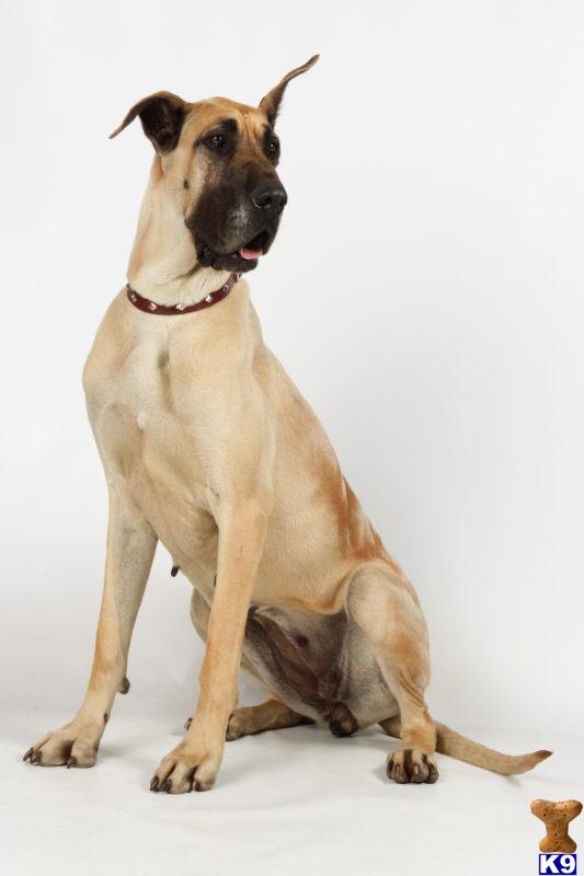 Great Dane Puppy for Sale Fawn Female 13 Years old