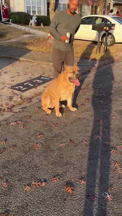 Cane Corso stud dog: Error: Operation returned an invalid status code BadRequest<br/>Stack Trace:    at Microsoft.Azure.CognitiveServices.Vision.ComputerVision.ComputerVisionClient.<DescribeImageInStreamWithHttpMessagesAsync>d__41.MoveNext()
--- End of stack t