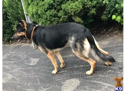 a german shepherd dog standing on a sidewalk