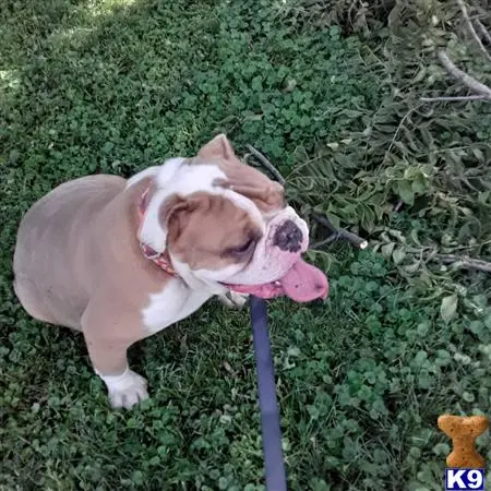 Old English Bulldog stud dog