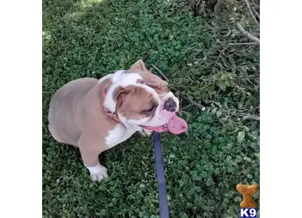 Old English Bulldog