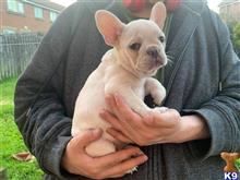 french bulldog puppy posted by kalliewolpertxduz