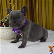 french bulldog puppy posted by kalliewolpertxduz