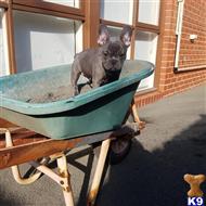 french bulldog puppy posted by kalliewolpertxduz