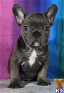 french bulldog puppy posted by kalliewolpertxduz