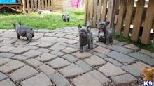 french bulldog puppy posted by kalliewolpertxduz