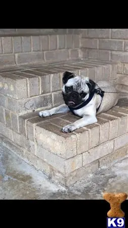 Pug stud dog