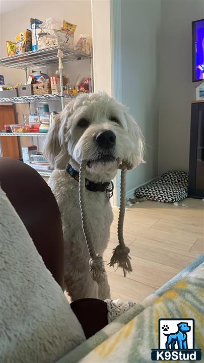 a labradoodle dog sitting on a couch