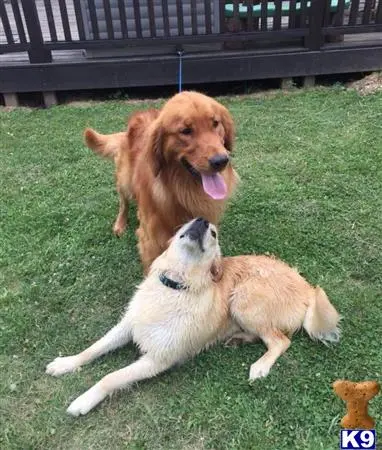 Golden Retriever stud dog