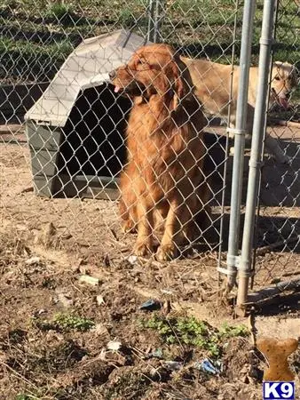 Golden Retriever stud dog