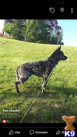 Australian Cattle Dog stud dog