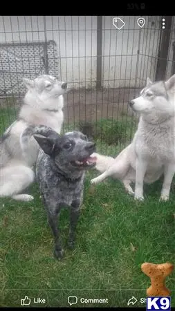 Australian Cattle Dog stud dog