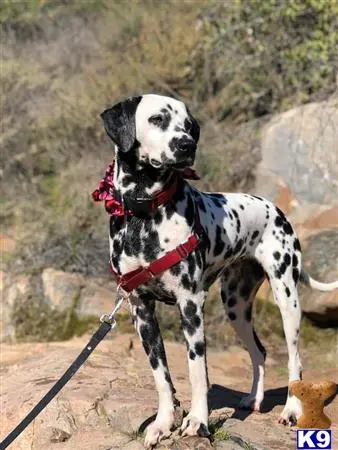 Dalmatian female dog