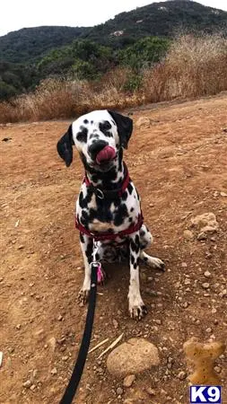 Dalmatian female dog