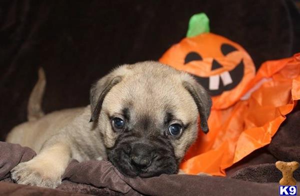 a bullmastiff dog lying on a blanket