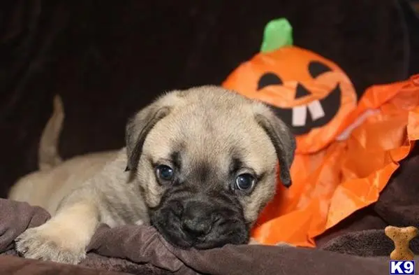 Bullmastiff puppy for sale