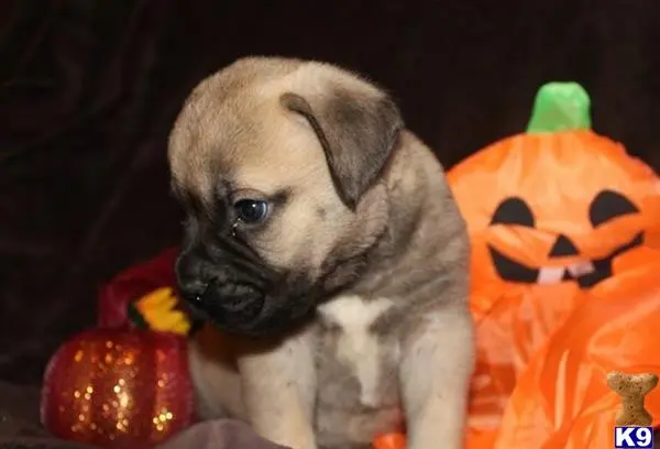 Bullmastiff puppy for sale