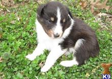 shetland sheepdog puppy posted by kancale