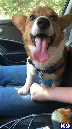 Pembroke Welsh Corgi stud dog