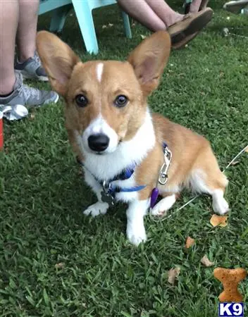 Pembroke Welsh Corgi stud dog