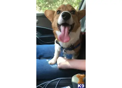 a pembroke welsh corgi dog with its tongue out