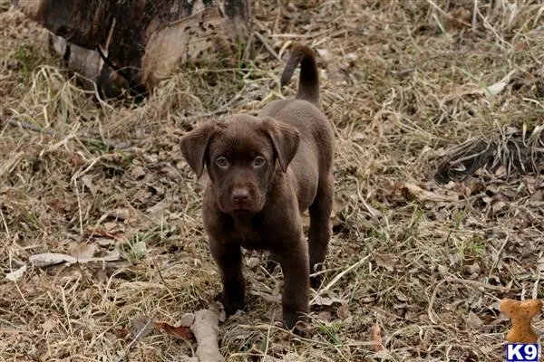 Labrador Retriever puppy for sale